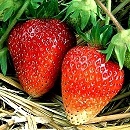 korona szamoca